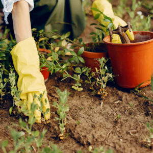 Jardinage : plantation, aménagement